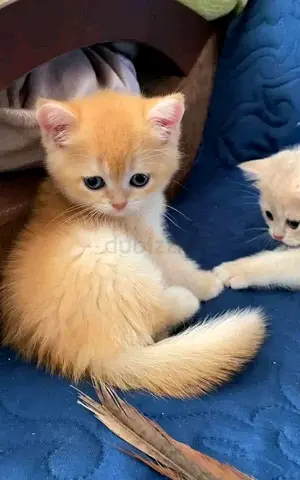Munchkin kittens available for adoption