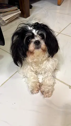Shitzu dog - beautiful girl - 1 year
