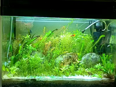Low tech planted tank
