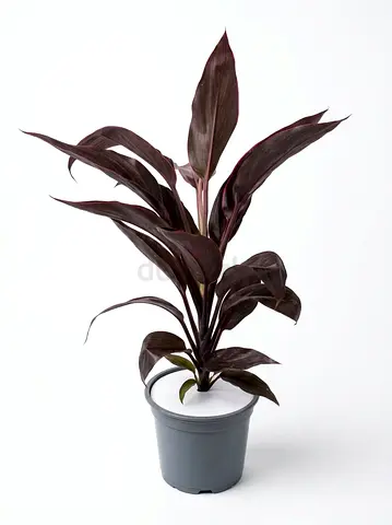 Cordyline Fruticosa Purple Ti Plant | 30-40cm Tall | Imported Dutch Quality