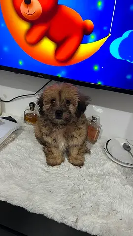 Adorable small mixed-breed puppy — friendly and fluffy