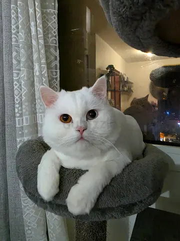 2 cute cats for adoption - vaccinated, with free house