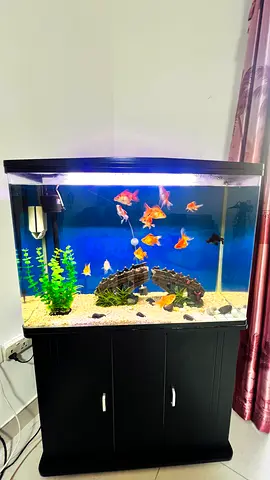 Aquarium with Stand, Filter and Accessories - Ready to Move