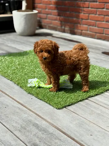 Miniature red toy poodle puppy available — 3 months, playful and vaccinated