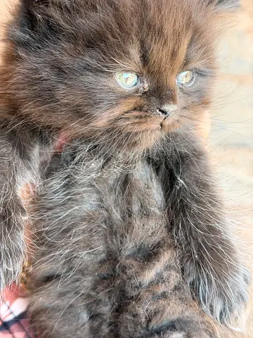 Persian male kitten urgently need home