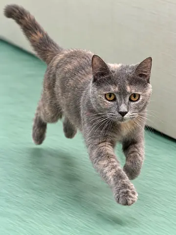Playfulk British shorthair female cat, 2.5 years old, vaccinated spayed and trained, for adoption