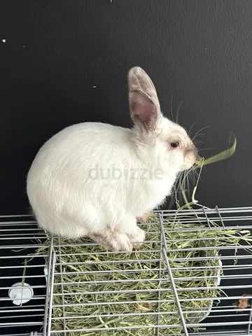 2 Cute little rabbits for adoption