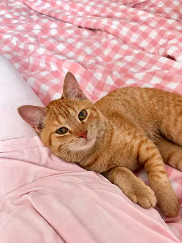 Ginger Orange Kitten for Adoption | 5 Months Old Male