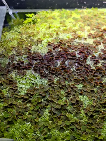 Phyllanthus flutians (Red root floaters) available for sale Deira, next to union metro