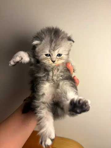 💕Purebred Persian cats with long hair💕