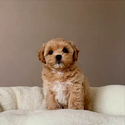 Adorable small brown puppy available — healthy and playful