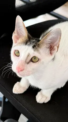 Meet Flint – Sweet Rescue Kitten Looking for His Forever Home! 🐾