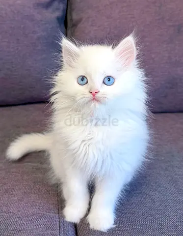 Pure Persian Kittens