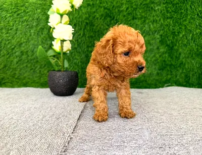 toy poodle puppy — 8 weeks, healthy and playful