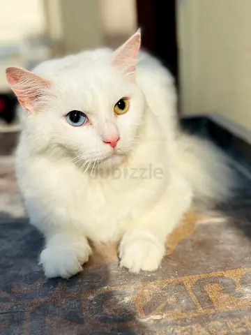 White longhair cat with odd eyes (heterochromia) - friendly pet