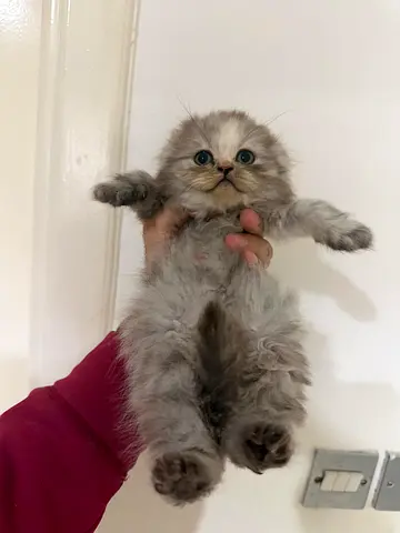 Female Scottish Fold Kitten