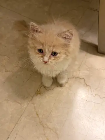 Kitten for Adoption