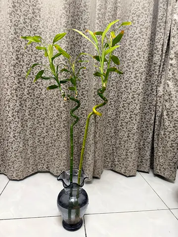 Plants