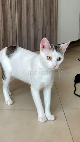 Cat for adoption