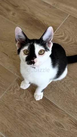 Meet Atlas – A Playful, Mischievous & Affectionate Rescue Kitten Looking for His Forever Home!