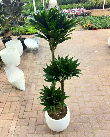 Dracaena Compacta / Green Jewel – 100/120cm – 3PP – Fiber Decorative Pot – Holland Indoor plant