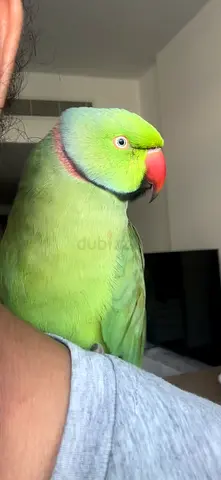 Pet