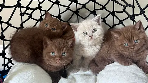British shorthair kittens