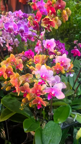 Orchid plant