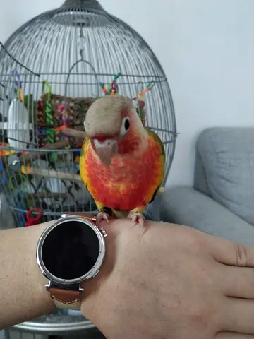 Tamed pineapple conure