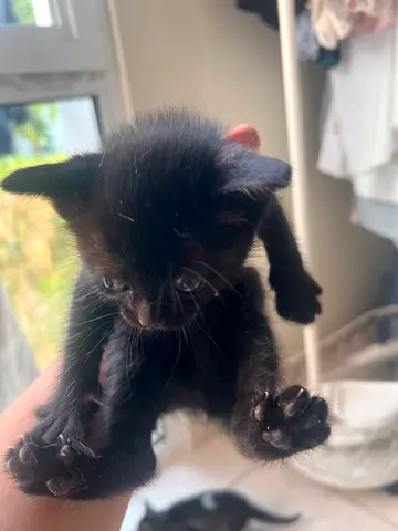 Free kitten adoption looking for a new home