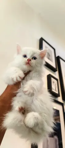 Turkish Angora female and male kitten 8 weeks old beautiful,