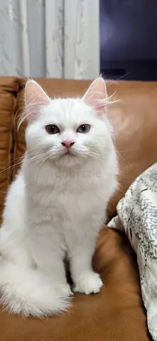 Pure Siberian female kitten 3 months old