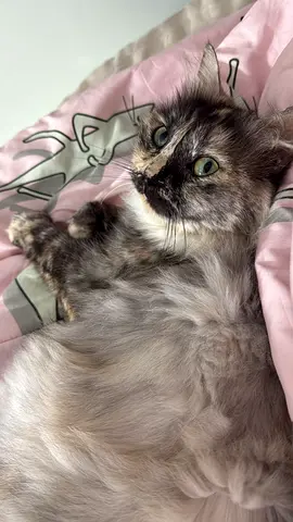 Lovely and kind Female cat, longhair breed, with 3 years old and Spayed. Looking for a lovely home.