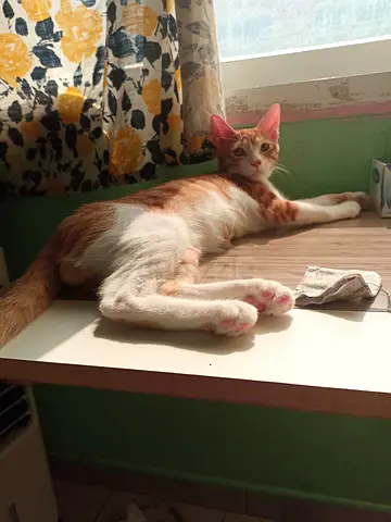 Young friendly ginger-and-white cat available for free adoption