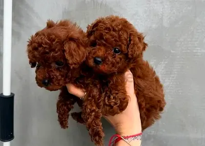 Adorable Poodle Puppies Ready for Loving Homes
