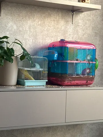 Hamsters