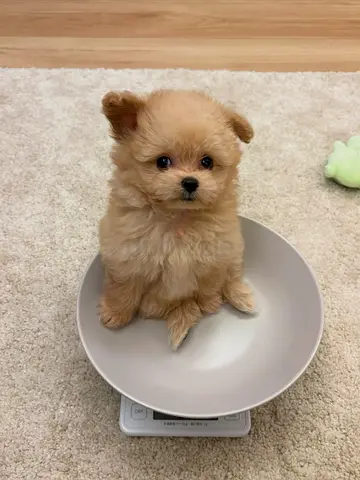 Tiny Pomeranian puppy - adorable and small, ready for a loving home