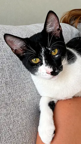 Super Cuddly Kitten for free Adoption | 5 Months old   Male