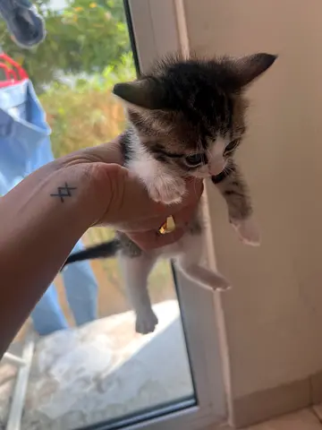 Free kitten adoption looking for a new home