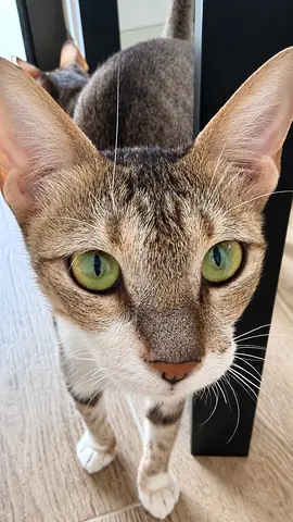 Meet Nova – A Sweet & Gentle Rescue Cat
