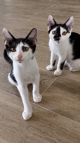 Sweet Atlas & Zeno looking for a new home