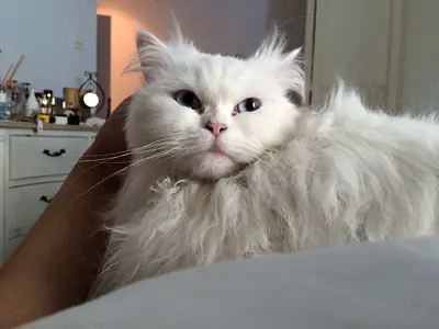 Cat for adoption