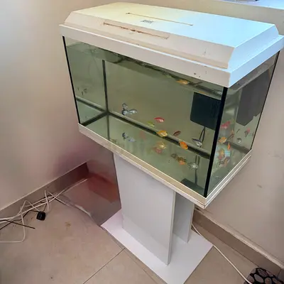 60x40cm Jewel Fish Aquarium with Stand - Includes Fish