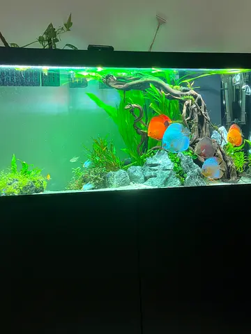 Ciano Aquarium 120cm - 240 liter