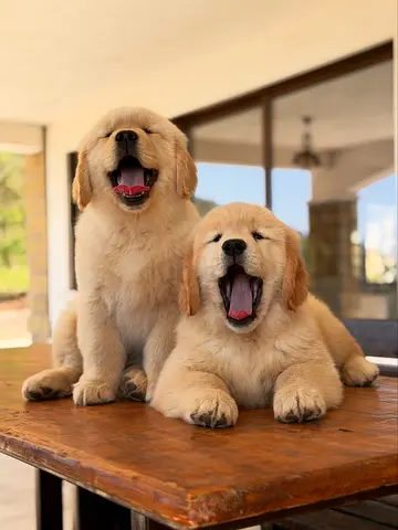 Retriever Puppies