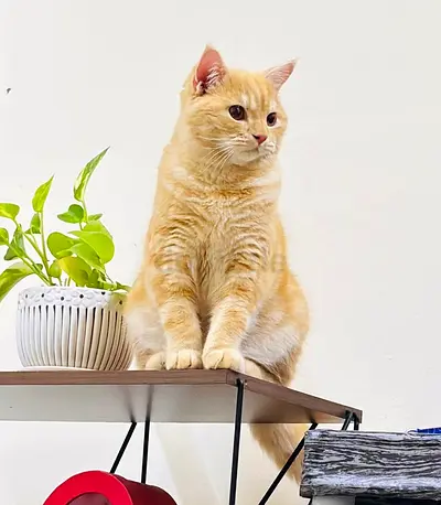 British Shorthair For Adoption