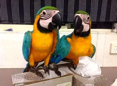 Healthy Blue And Gold Macaw Parrots - Hand Tamed And Active