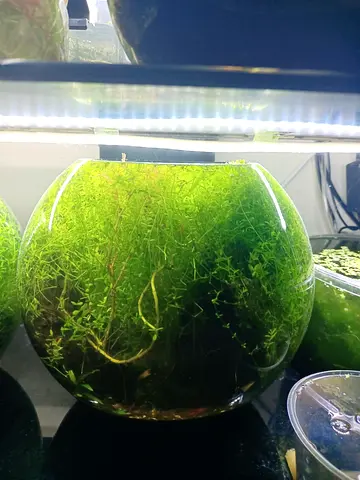 Small planted aquarium bowl - ready display