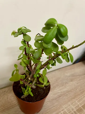 Free Jade plant