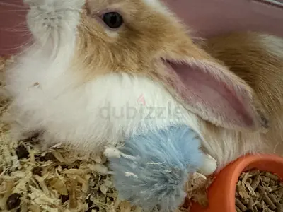 Young fluffy rabbit available — friendly pet rabbit (not selling)